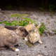 Illustration for article titled Bunny Island Is Cute, Furry, and Depressing